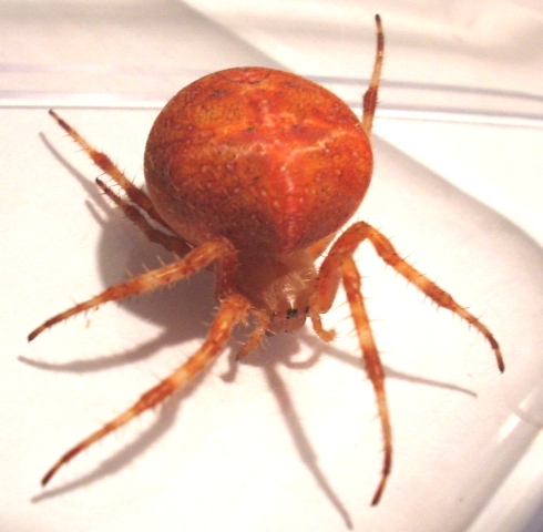 Araneus sp.
